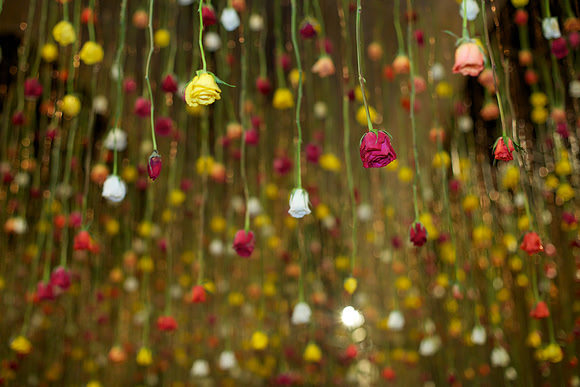 Floriculture Opening Garden Museum, Rebecca Louise Law, Roses, 2013.