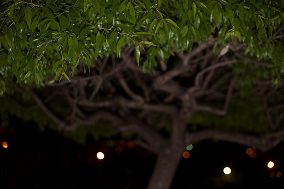 Almond Tree