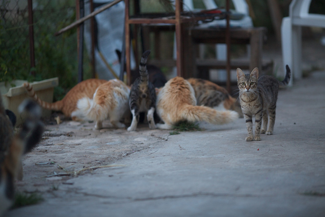 Cat Feeding Time