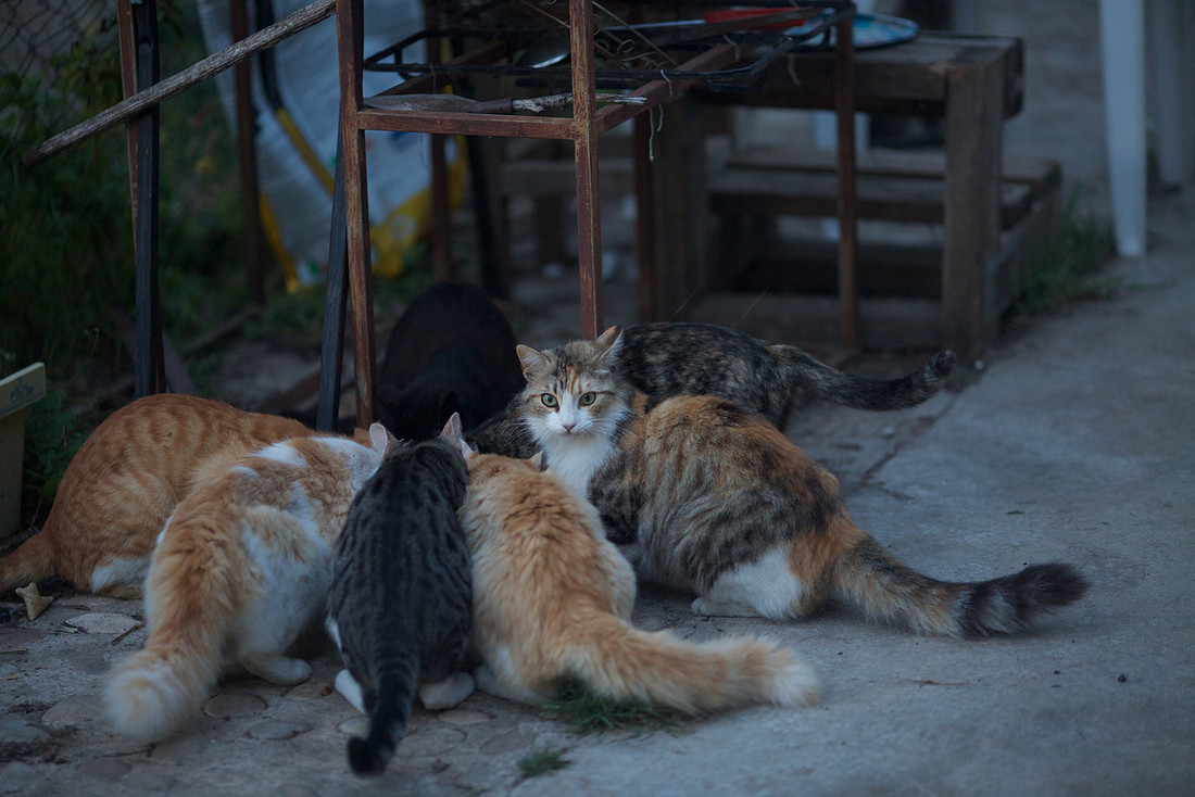Cat Feeding Time