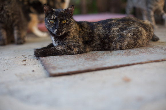A few Cat Portraits