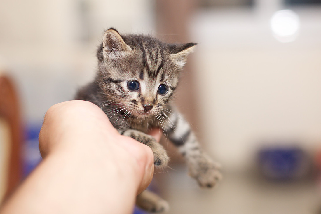 Kittens make the cat total 37
