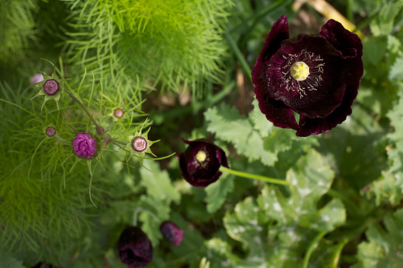 Community Garden Project