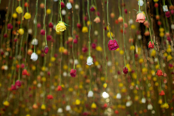 Floriculture Opening Garden Museum, Rebecca Louise Law, Roses, 2013.